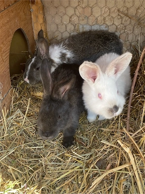 iepuri urias german - imagine 2