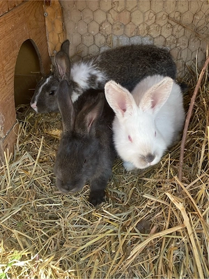 iepuri urias german - imagine 3