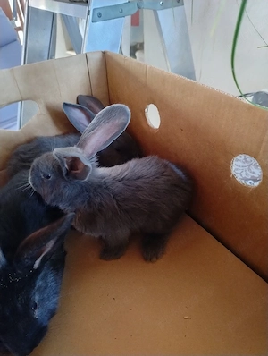 Iepurași de vânzare 