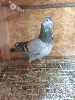 De vînzare porumbei tipler englezi - imagine 5