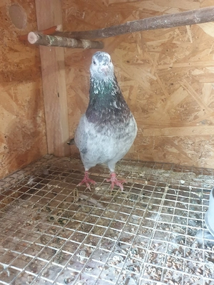 De vînzare porumbei tipler englezi - imagine 3