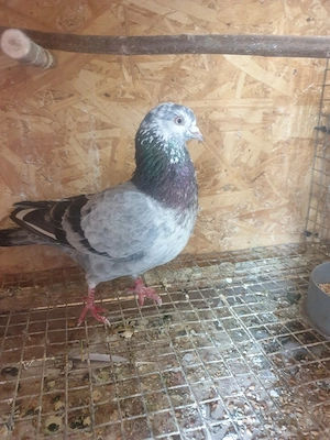 De vînzare porumbei tipler englezi - imagine 4