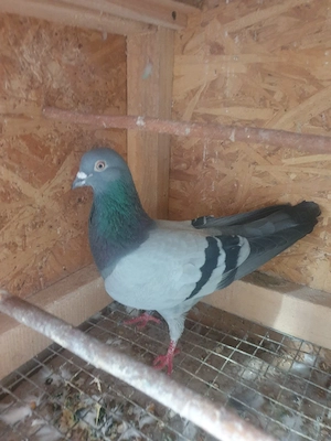 De vînzare porumbei tipler englezi - imagine 2