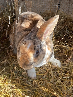 iepuri de vanzare - imagine 2