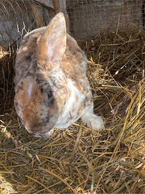 iepuri de vanzare - imagine 3