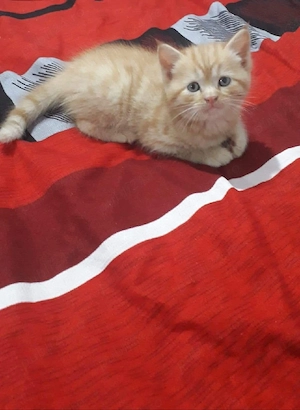 British orange  - imagine 3