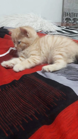 British orange  - imagine 4