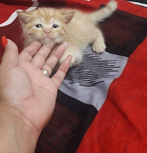 British orange  - imagine 2