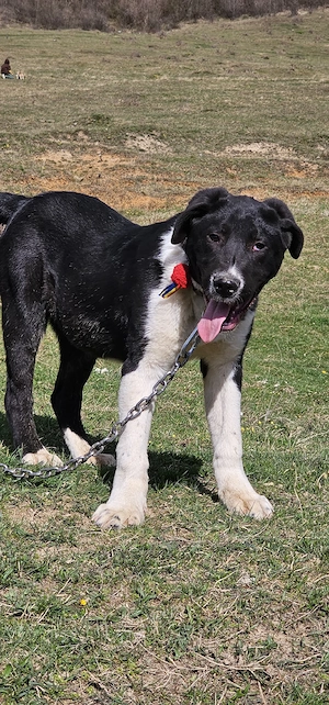 vând cătel asia centrala  - imagine 4