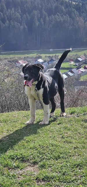 vând cătel asia centrala  - imagine 2