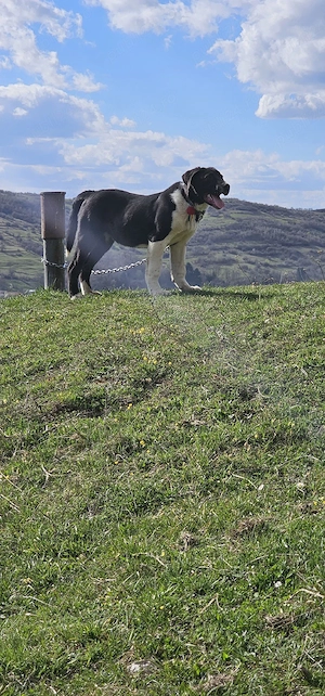 vând cătel asia centrala  - imagine 3