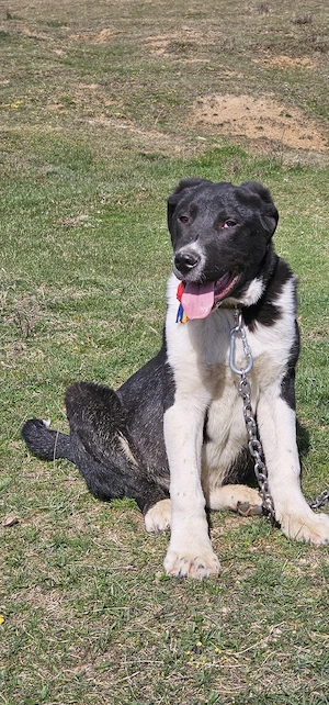 vând cătel asia centrala  - imagine 5