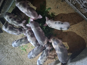 Purcei de 8 saptamani de vanzare. - imagine 2