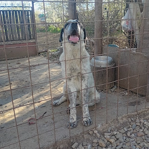 Femele Bucovina &Asia  - imagine 3