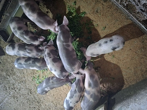 Purcei de 8 saptamani de vanzare.