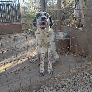 Femele Bucovina &Asia  - imagine 4