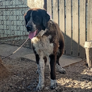 Femele Bucovina &Asia 