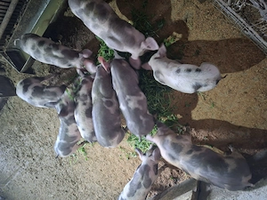 Purcei de 8 saptamani de vanzare. - imagine 3