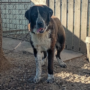 Femele Bucovina &Asia  - imagine 2