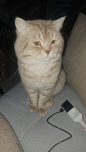 Donez motan rasa british short hair