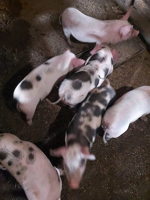 Purcei de vânzare - imagine 2