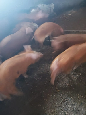 Purcei de vânzare - imagine 3