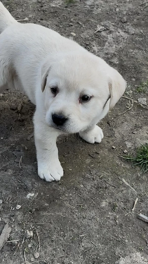Cățelușă Labrador Retriever
