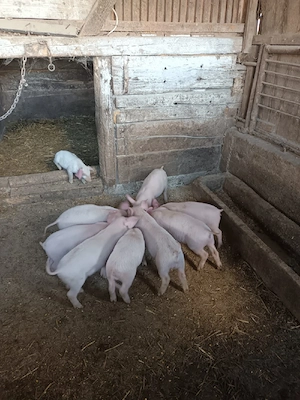 purcei de vânzare - imagine 2