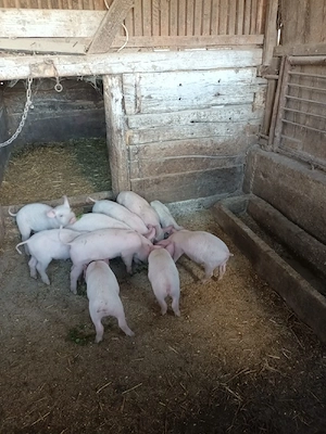 purcei de vânzare - imagine 5