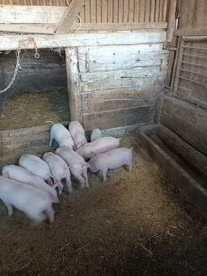 purcei de vânzare - imagine 4