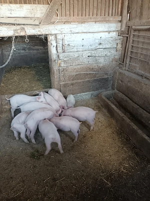 purcei de vânzare - imagine 3