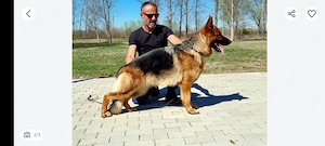 Ciobanesc german cu pedigree 