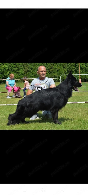 Ciobanesc german cu pedigree  - imagine 3