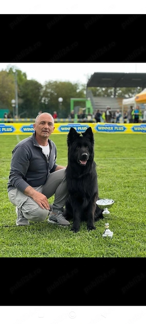 Ciobanesc german cu pedigree  - imagine 2