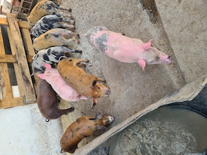 Vând 11 purcei,7 Femele și 4 Masculi - imagine 4
