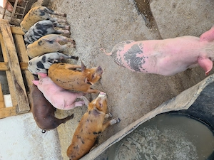 Vând 11 purcei,7 Femele și 4 Masculi - imagine 3