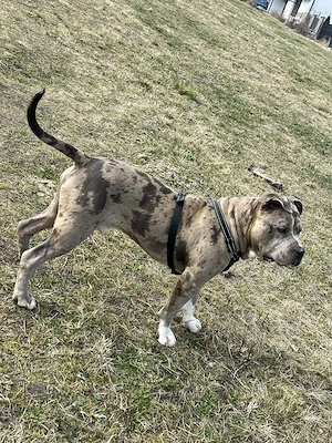 Mascul Bull American XL