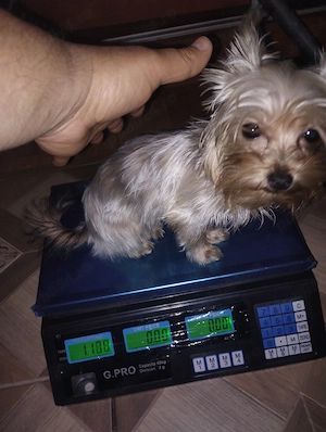 Yorkshire  mini toi 7 luni