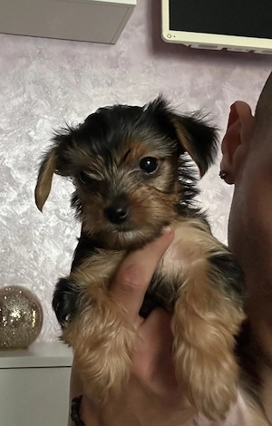 Yorksaer terier caută  