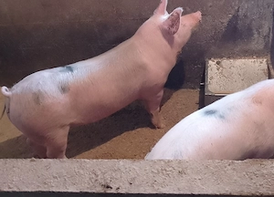 disponibil porc de carne crescut in gospodarie natural