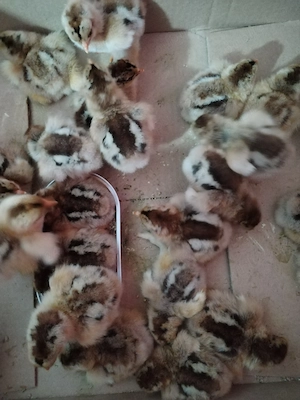 Pui brahma potârnichiu 