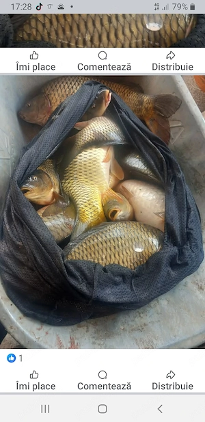 Caut om serios pentru baltă de pescuit  - imagine 2