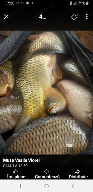 Caut om serios pentru baltă de pescuit  - imagine 3