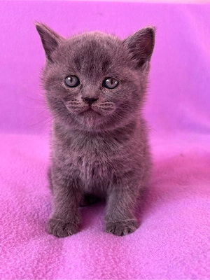 Puiuț British Shorthair Blue  - imagine 3