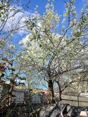 Casa caramida Dobrita Runcu Gorj cu 45.000 euro. - imagine 7