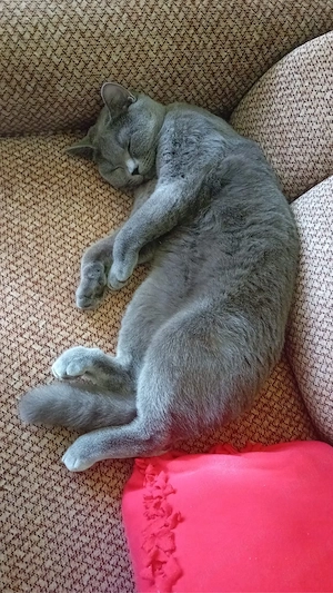 Puiuț British Shorthair Blue  - imagine 5