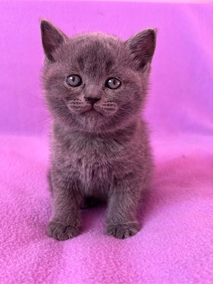 Puiuț British Shorthair Blue  - imagine 2