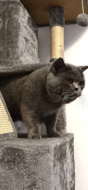 Puiuț British Shorthair Blue  - imagine 4