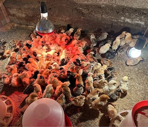 Vand pui de gaina - imagine 2