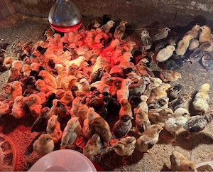 Vand pui de gaina - imagine 3